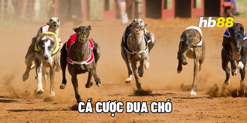 ca cuoc dua cho 1