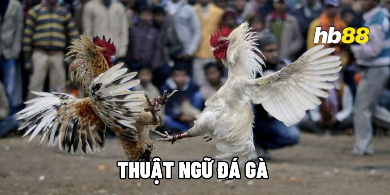 thuat ngu da ga 1