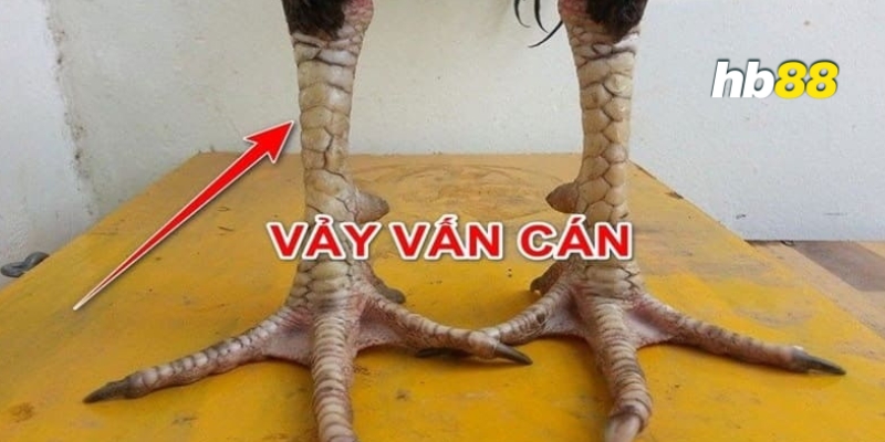 vay ga van can 1